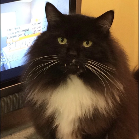 Meet your Posher, Maria Poshmark Ambassador - Picture 3 of 8